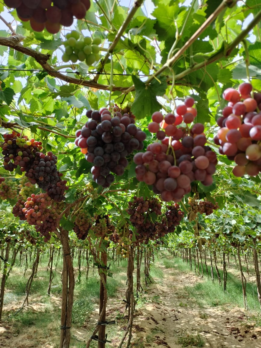 Table Grapes Detail 1